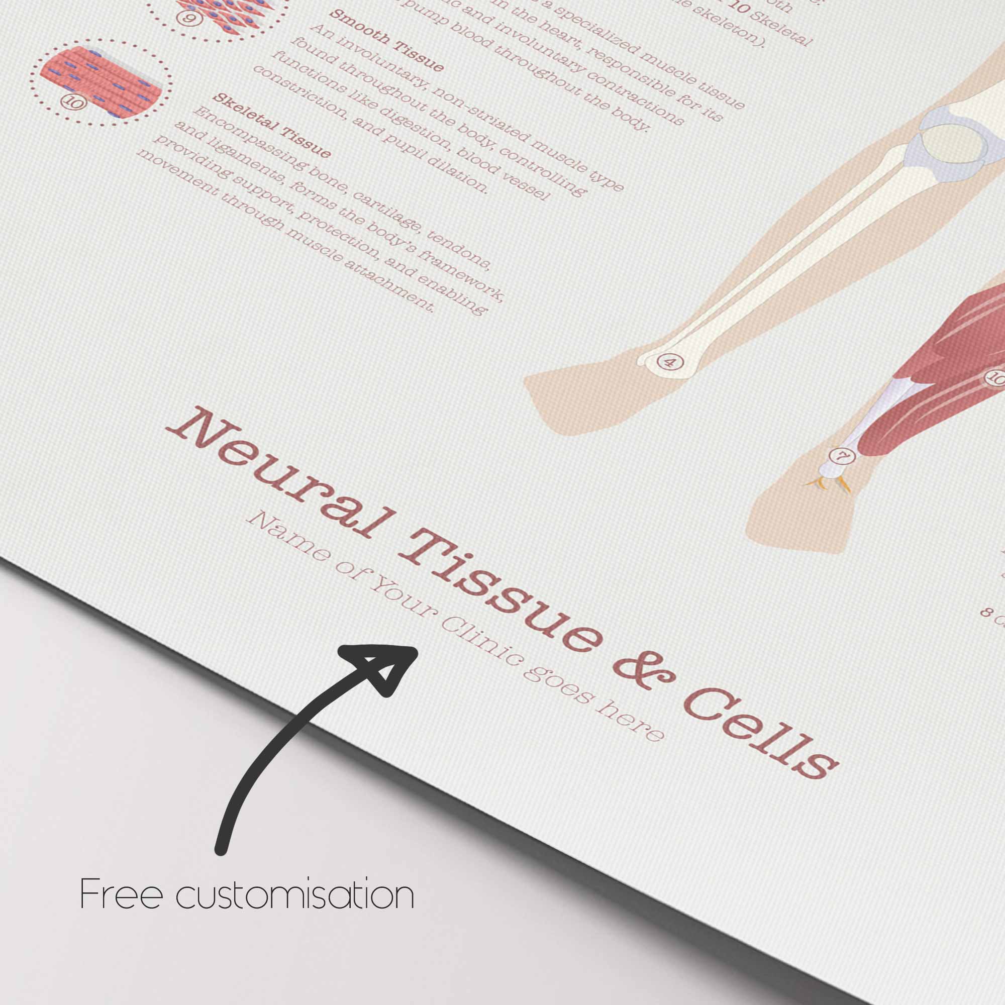 Neural Tissue & Cells; Classifications of Body Tissue and Cells