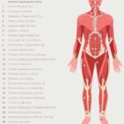Thai Acupressure Points – educare.design Thai Acupressure Points