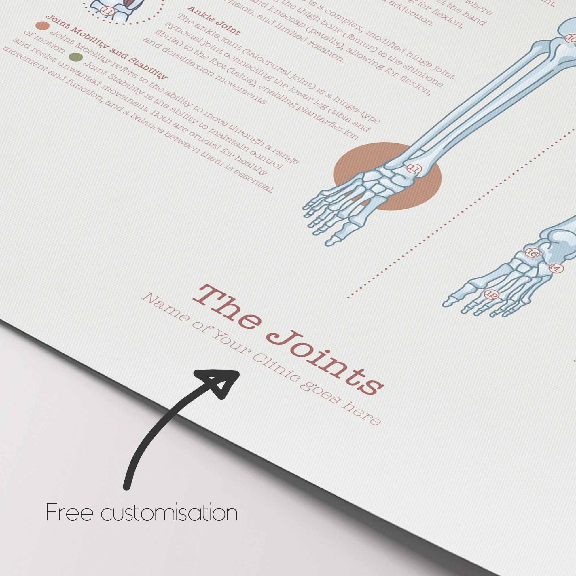 Human joint anatomy with mobility, stability and synovial joints