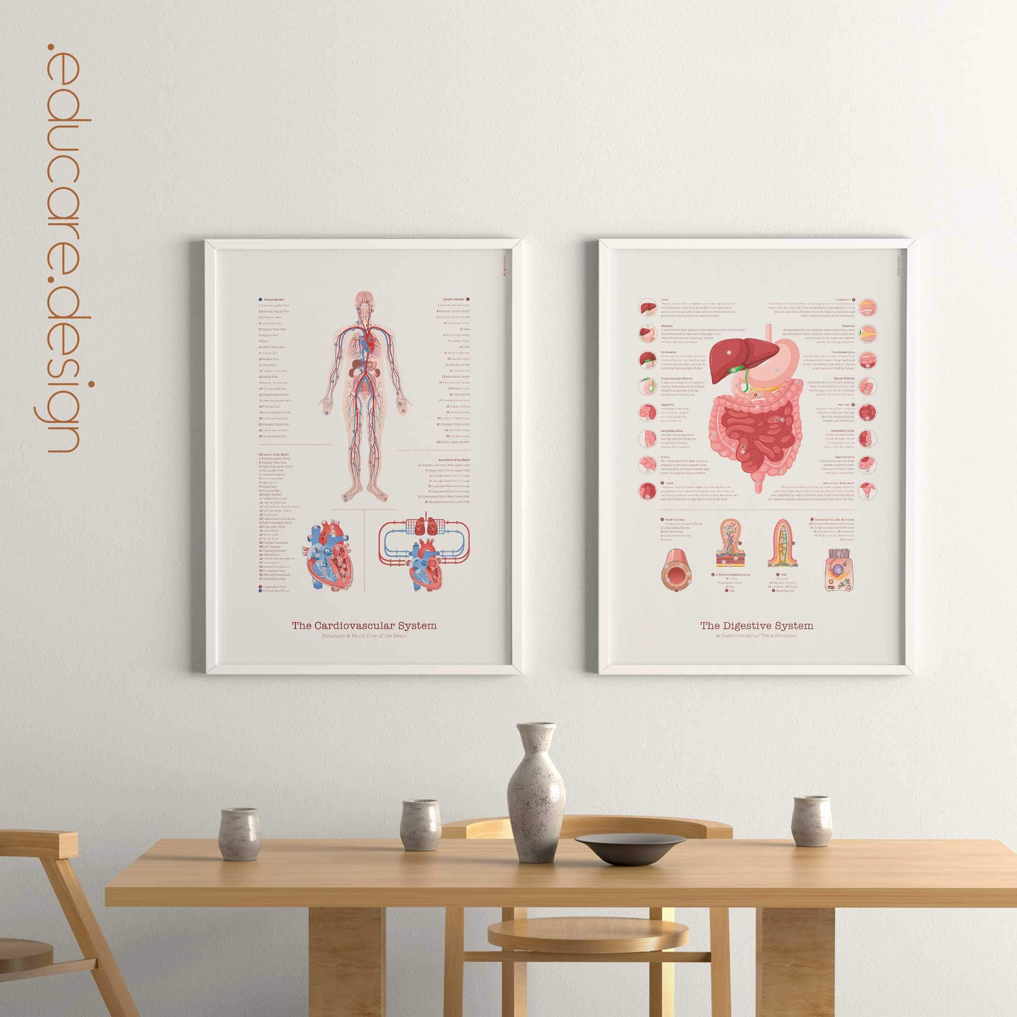 Cardiovascular System and Digestive System