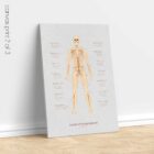 Amputations and Prosthetic Pressure Distribution anatomy chart for clinics
