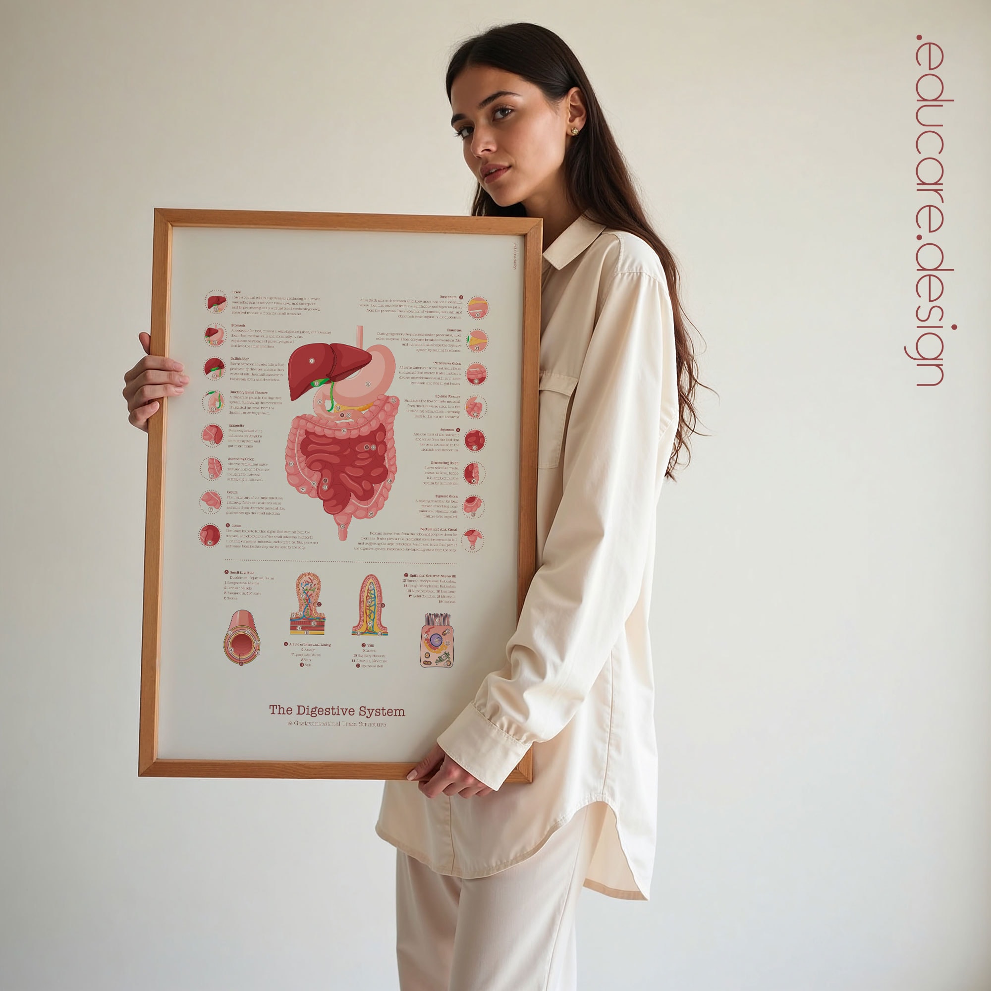 Digestive System and Gastrointestinal Tract Structure