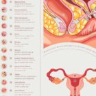 Female Reproductive System – educare.design Female Reproductive System