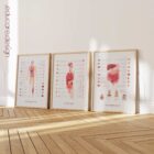 Internal Organs and Endocrine System anatomy chart for clinics