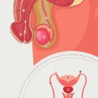 Male Reproductive System