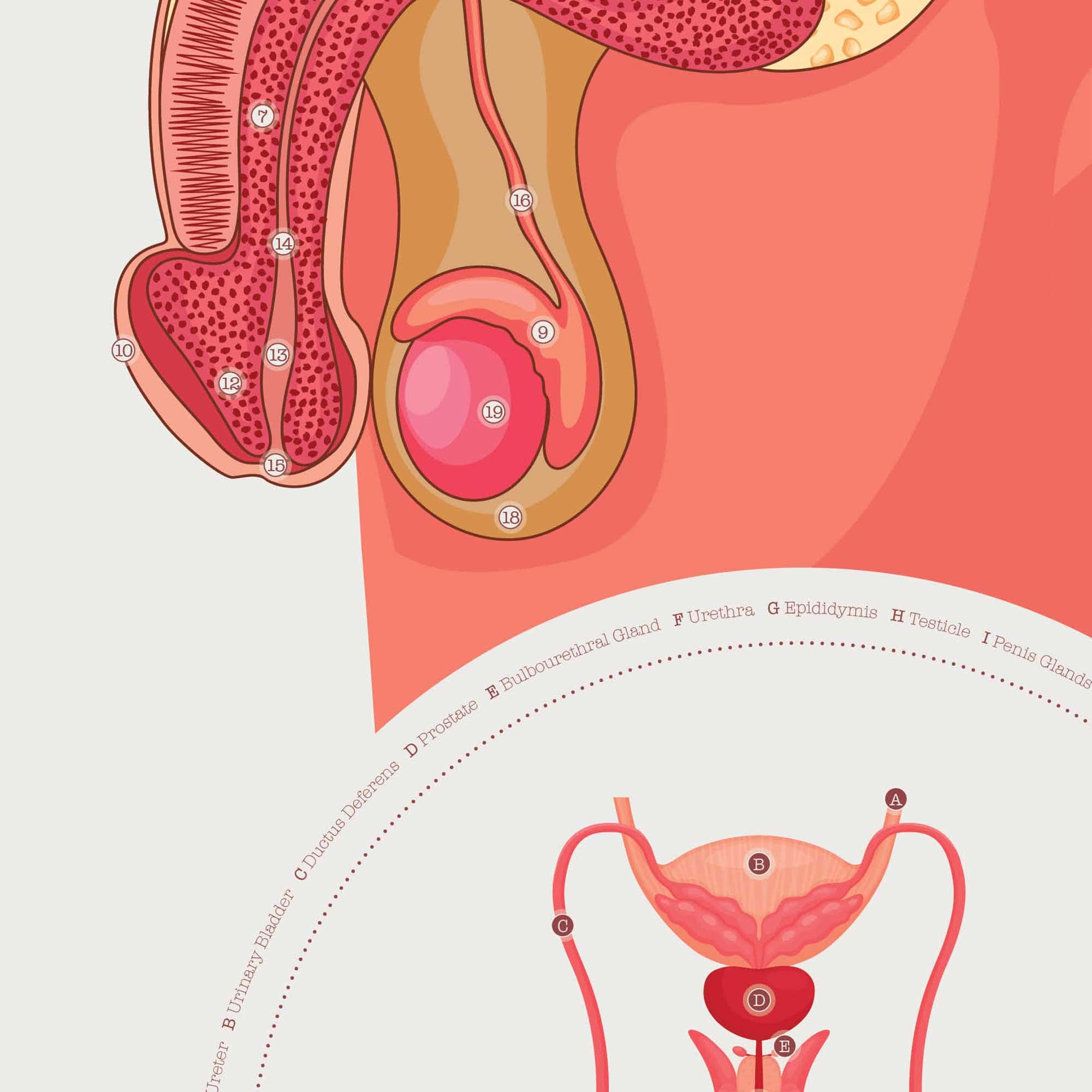 Male Reproductive System