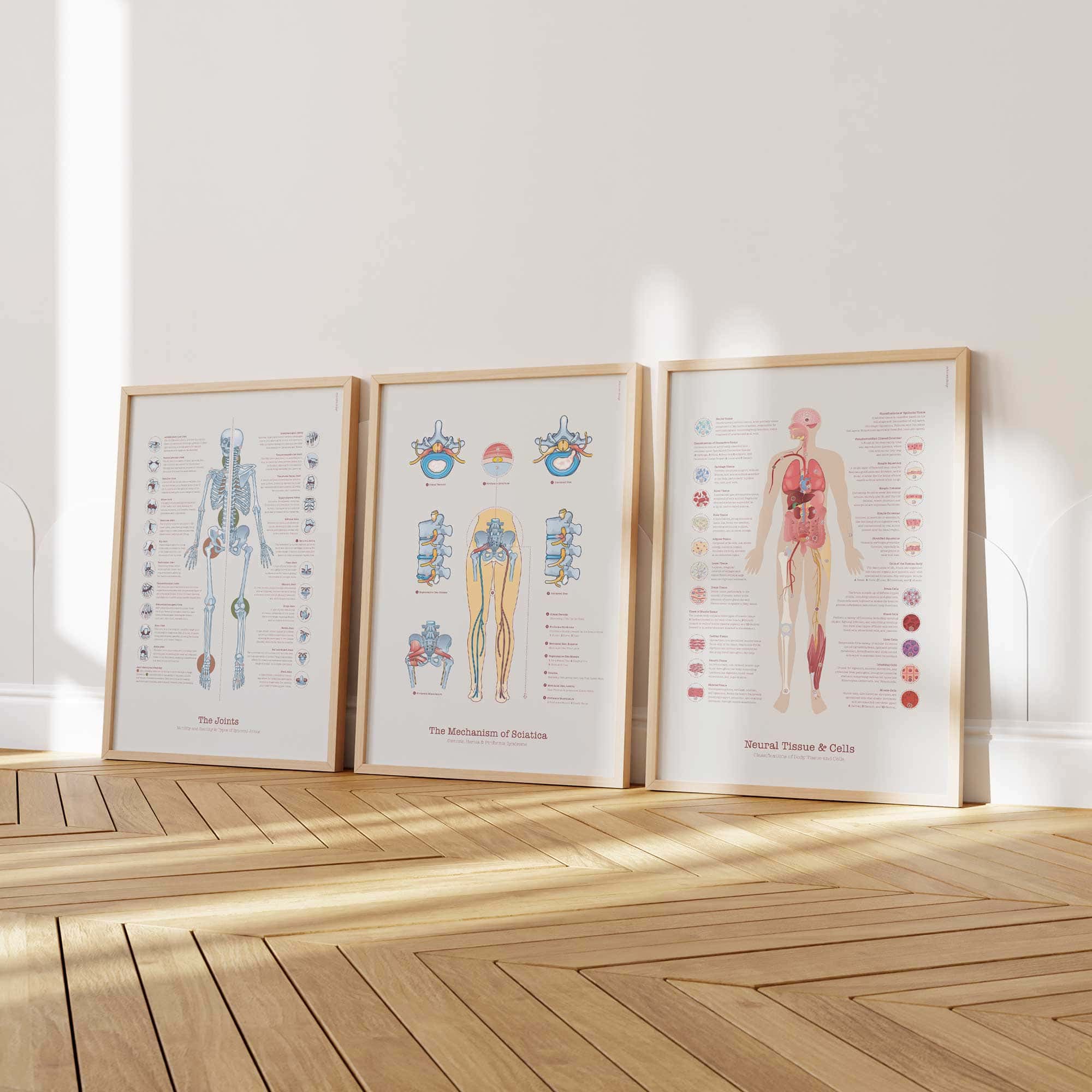 Neural Tissue & Cells; Classifications of Body Tissue and Cells