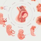 Stages of Fetal Development