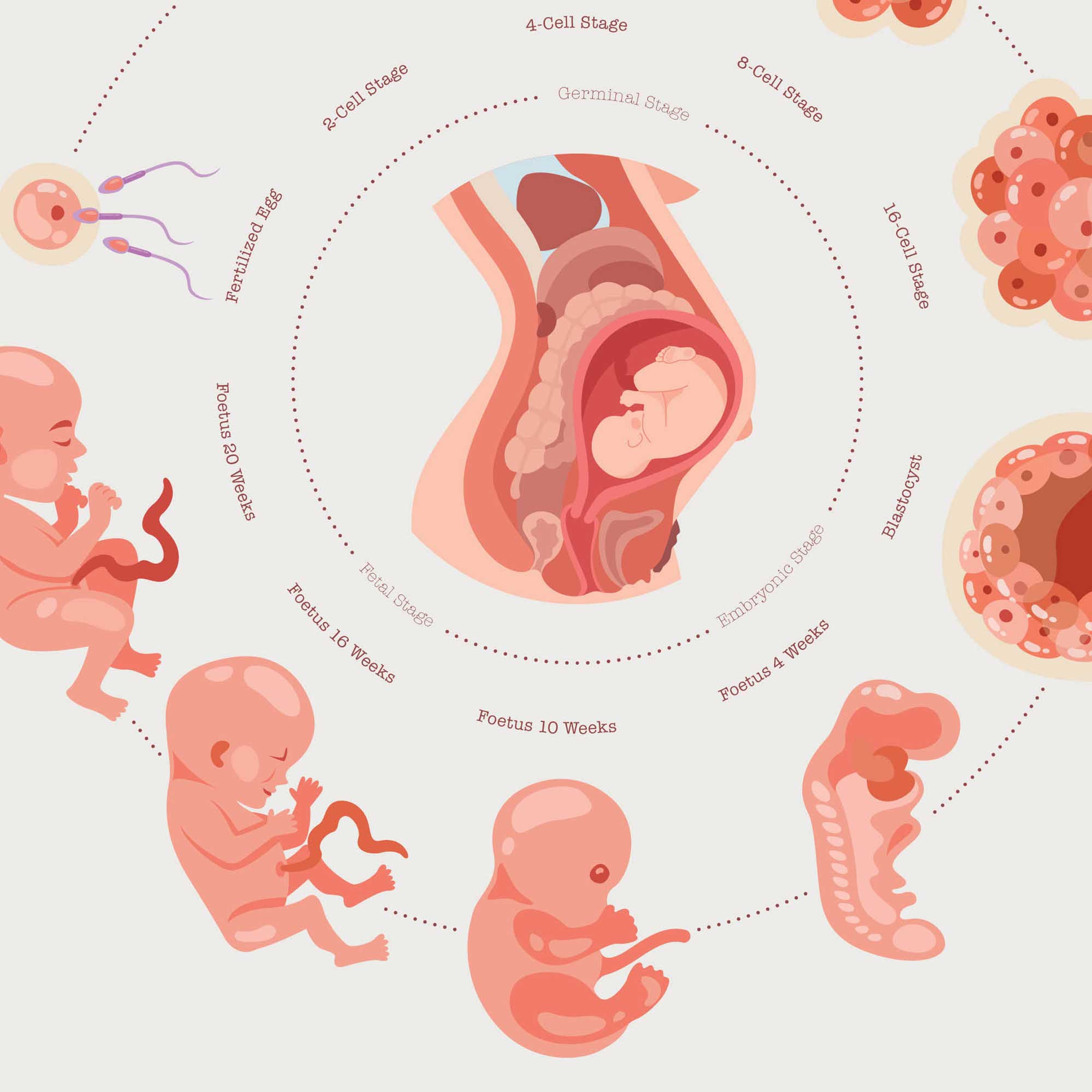 Stages of Fetal Development