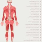 Thai Acupressure Points – educare.design Thai Acupressure Points