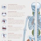 Human joint anatomy with mobility, stability and synovial joints