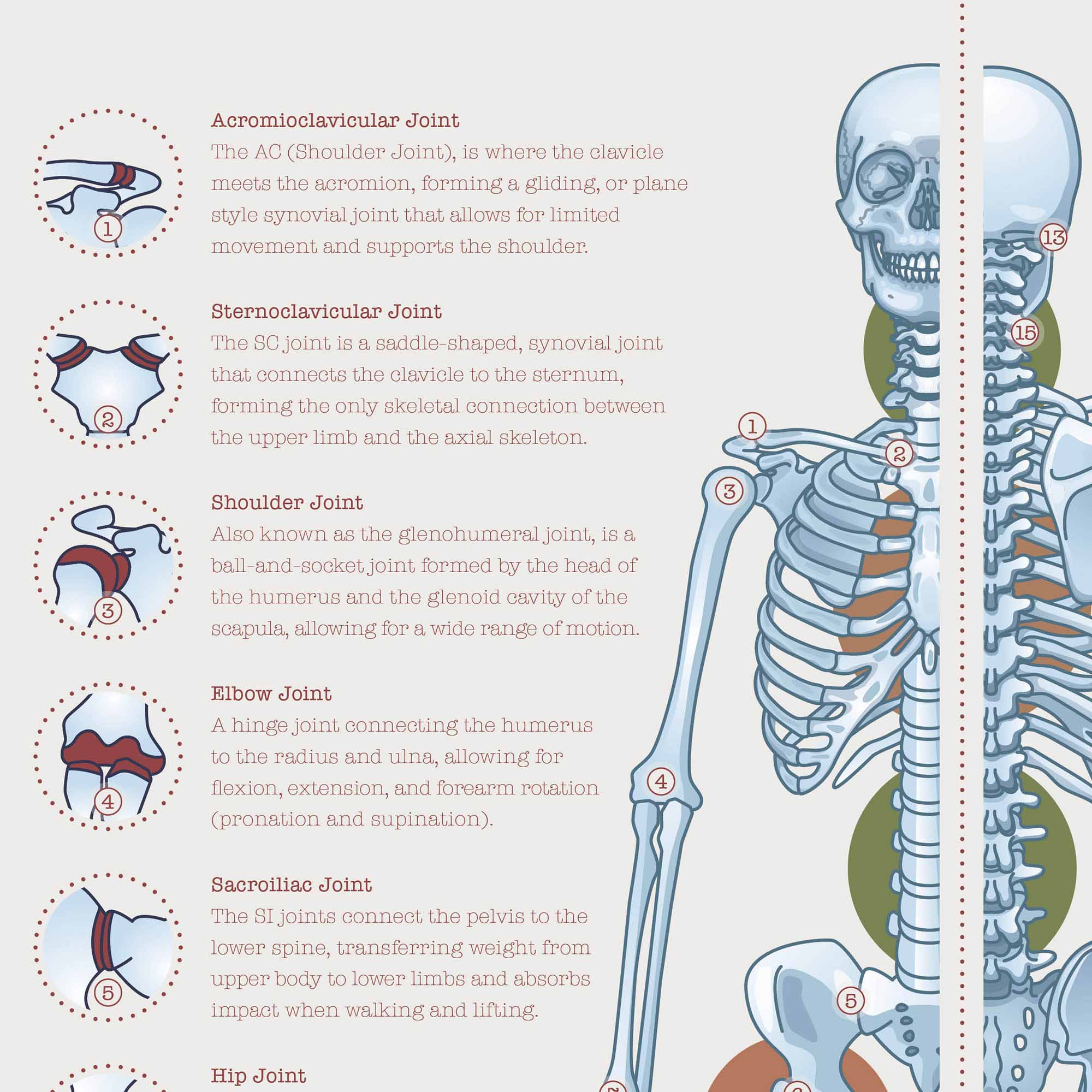 Human joint anatomy with mobility, stability and synovial joints