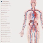 Cardiovascular System with Heart Structure and Blood Flow – educare.design Cardiovascular System with Heart Structure and Blood Flow