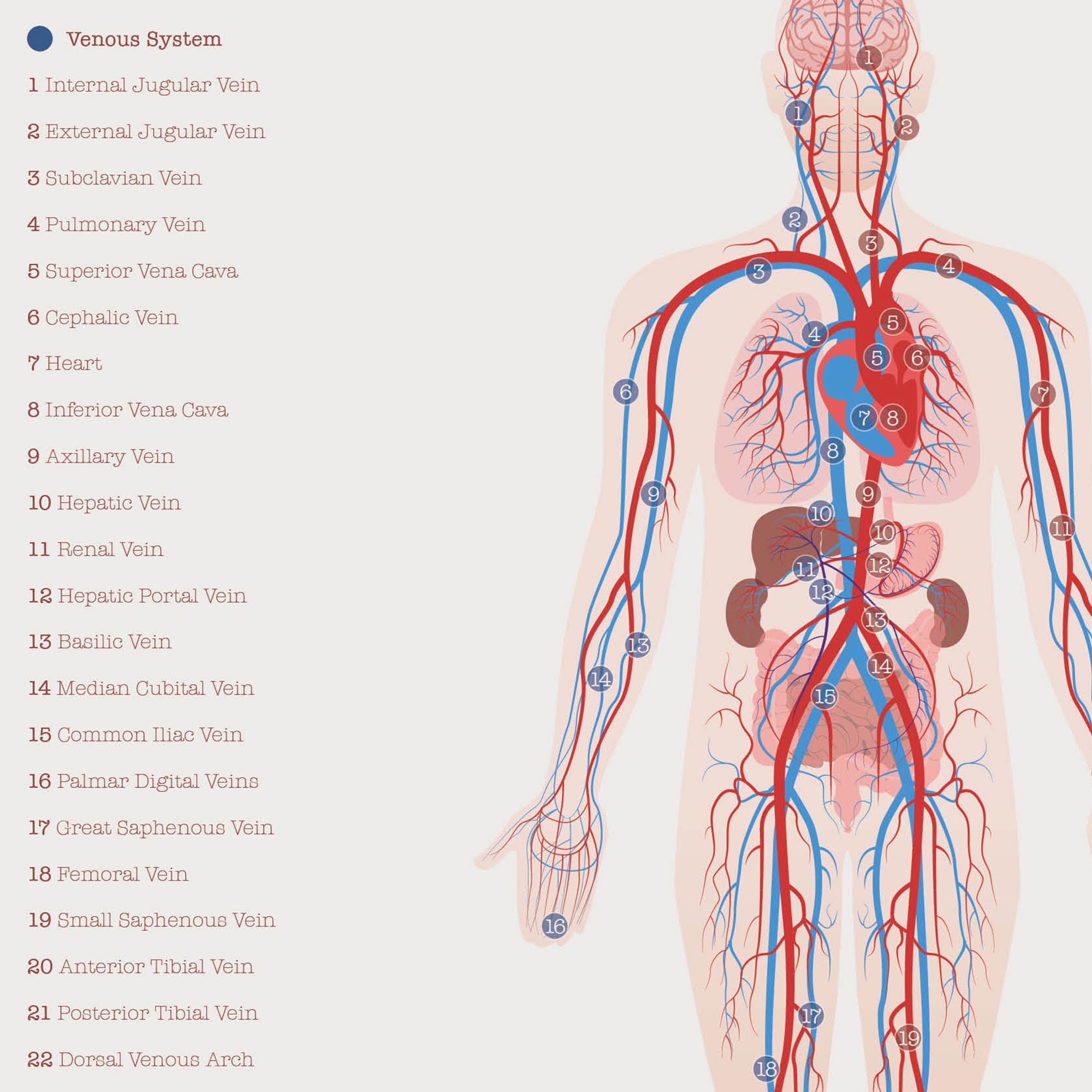 Cardiovascular System with Heart Structure and Blood Flow