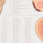 Acupuncture Chart
