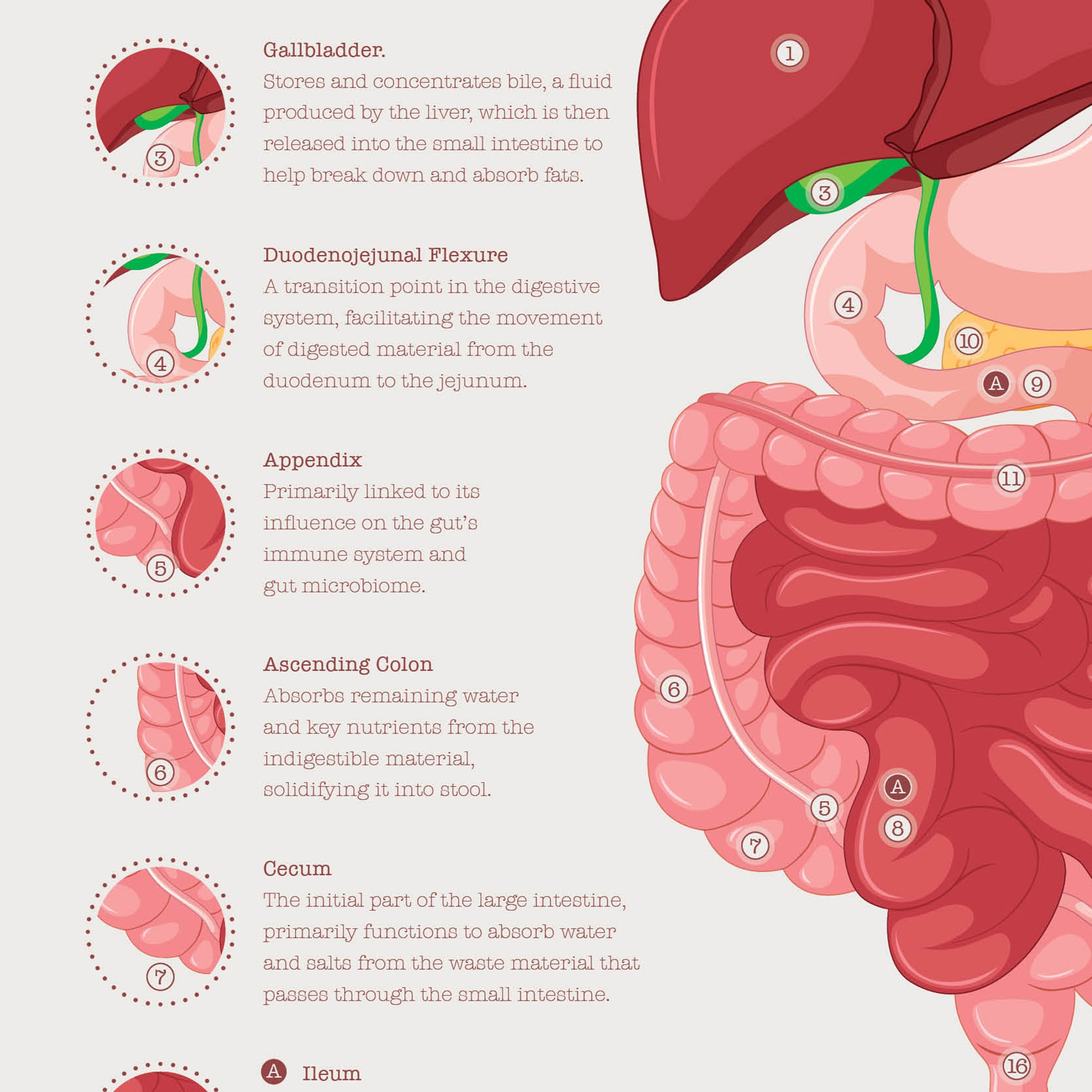 Digestive System and Gastrointestinal Tract Structure
