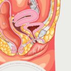 Female Reproductive System – educare.design Female Reproductive System