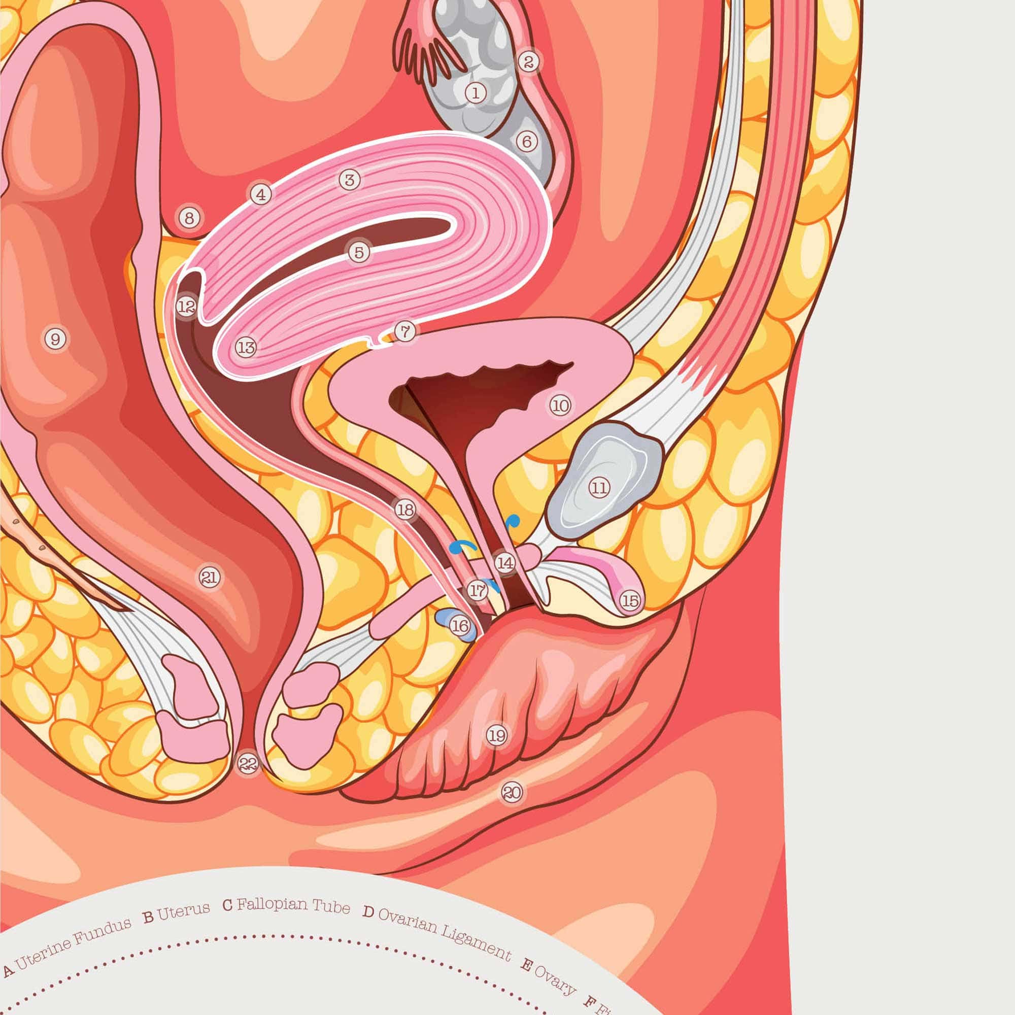 Female Reproductive System
