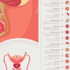 Male Reproductive System