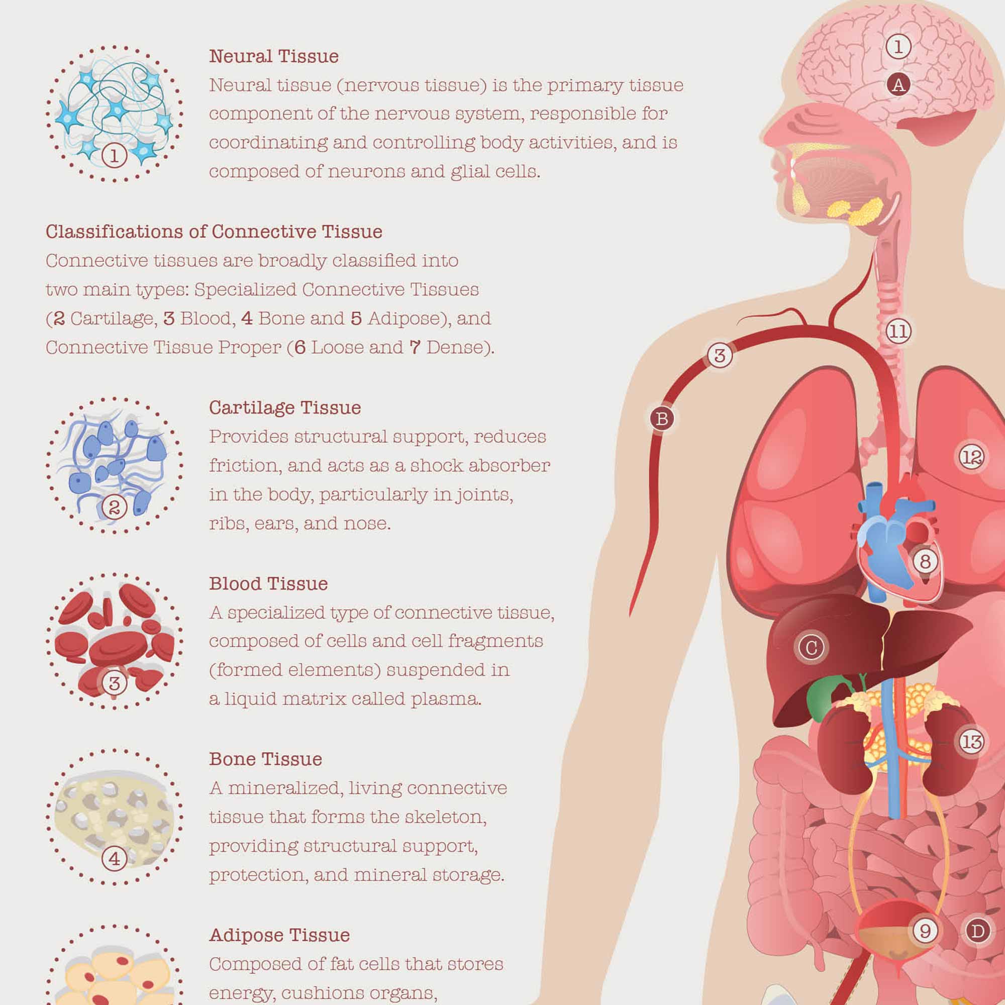 Neural Tissue & Cells; Classifications of Body Tissue and Cells