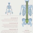 Scoliosis and Musculoskeletal Disorders – educare.design Scoliosis & Musculoskeletal Disorders