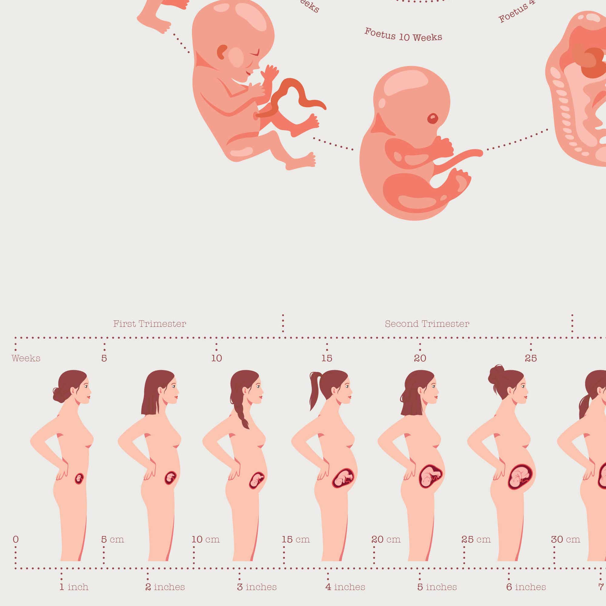 Stages of Fetal Development