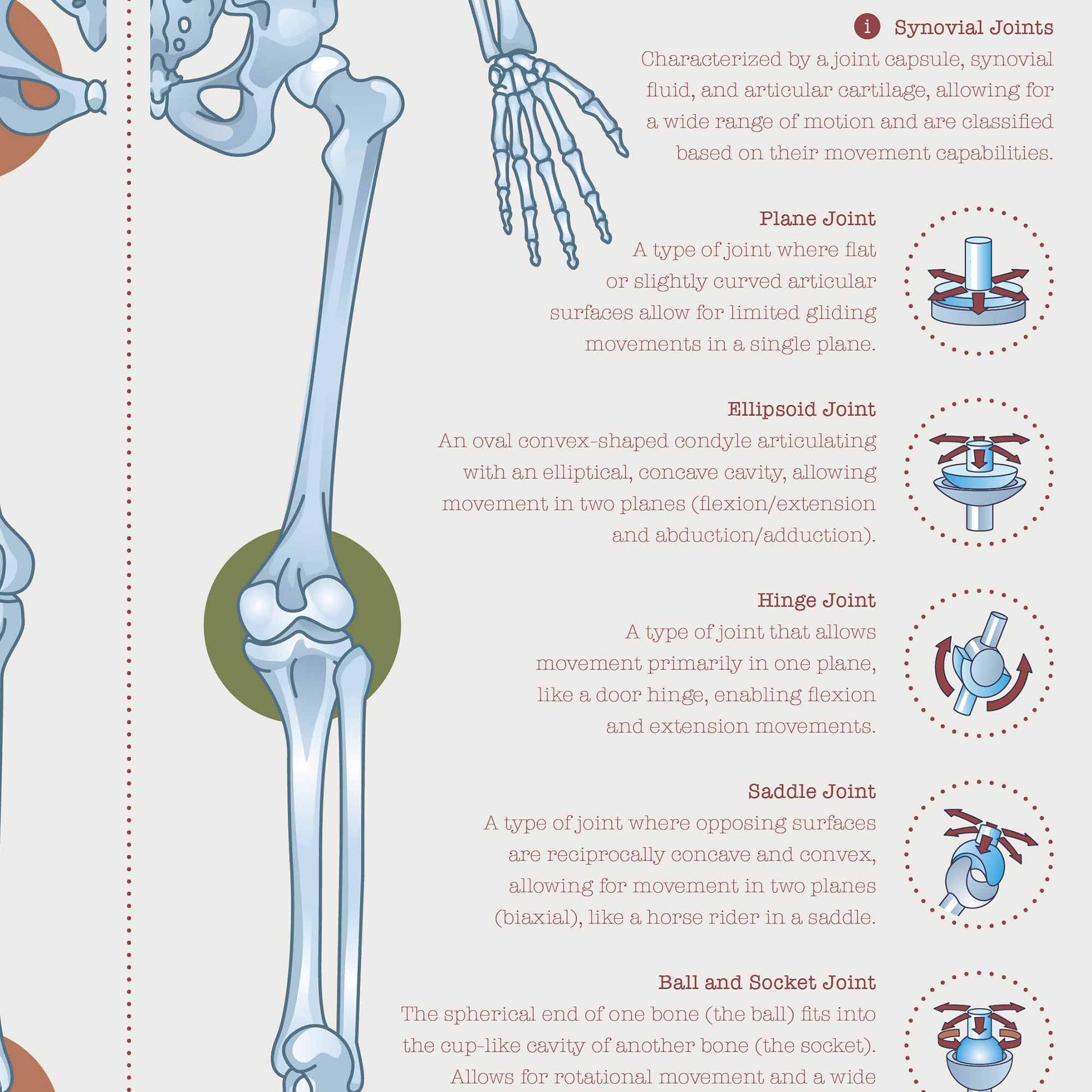 Human joint anatomy with mobility, stability and synovial joints