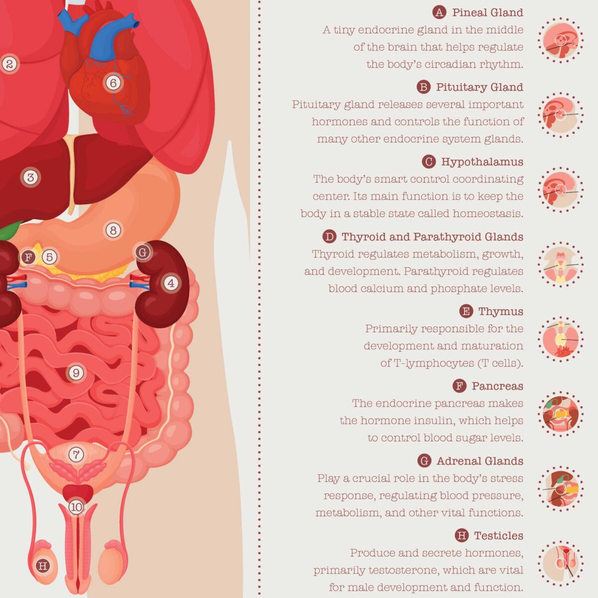 Órganos Internos y Sistema Endocrino