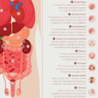 Internal Organs and Endocrine System anatomy chart for clinics