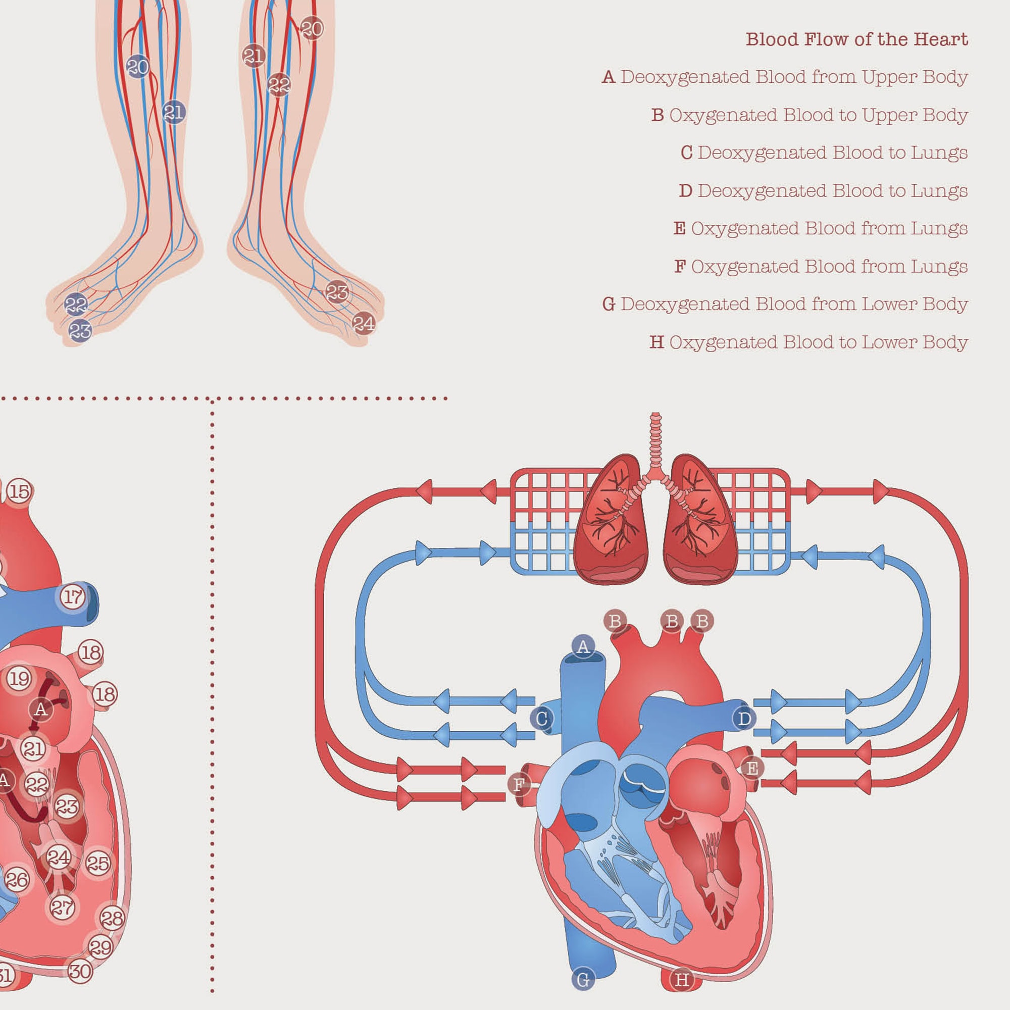 Cardiovascular System with Heart Structure and Blood Flow