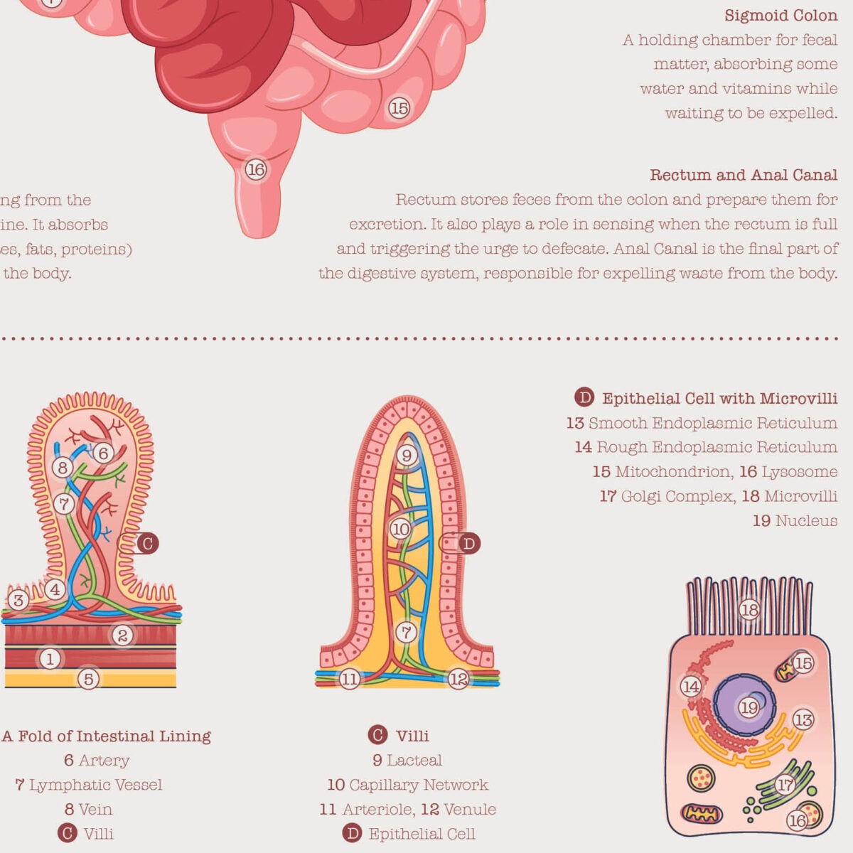 Système Digestif et Structure du Tractus Gastro-intestinal