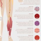 Neural Tissue & Cells; Classifications of Body Tissue and Cells