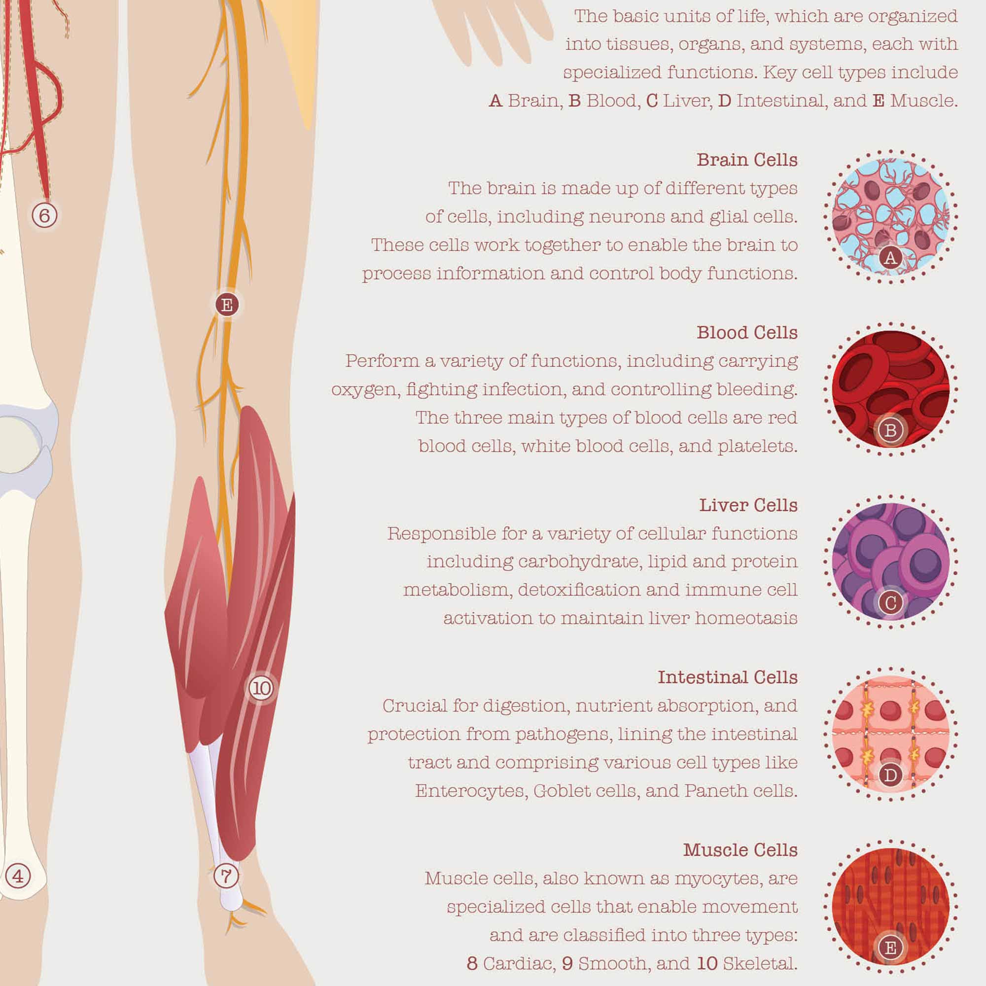 Neural Tissue & Cells; Classifications of Body Tissue and Cells