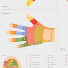 Reflexology Chart Set anatomy chart for clinics Reflexology Chart Set anatomy chart for clinics