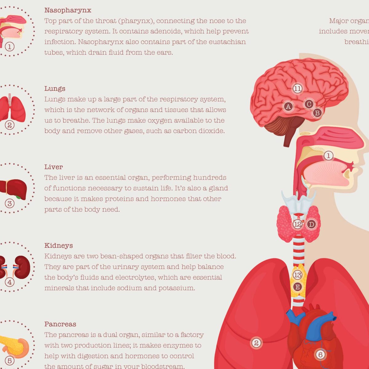 Órganos Internos y Sistema Endocrino