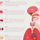 Internal Organs and Endocrine System anatomy chart for clinics