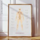 Amputations and Prosthetic Pressure Distribution anatomy chart for clinics