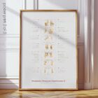 Amputations and Prosthetic Pressure Distribution anatomy chart for clinics