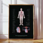 Cardiovascular System with Heart Structure and Blood Flow – educare.design Cardiovascular System Anatomy Chart, Black Edition