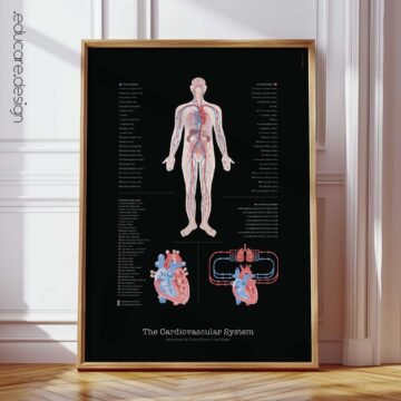 Cardiovascular System Anatomy Chart, Black Edition