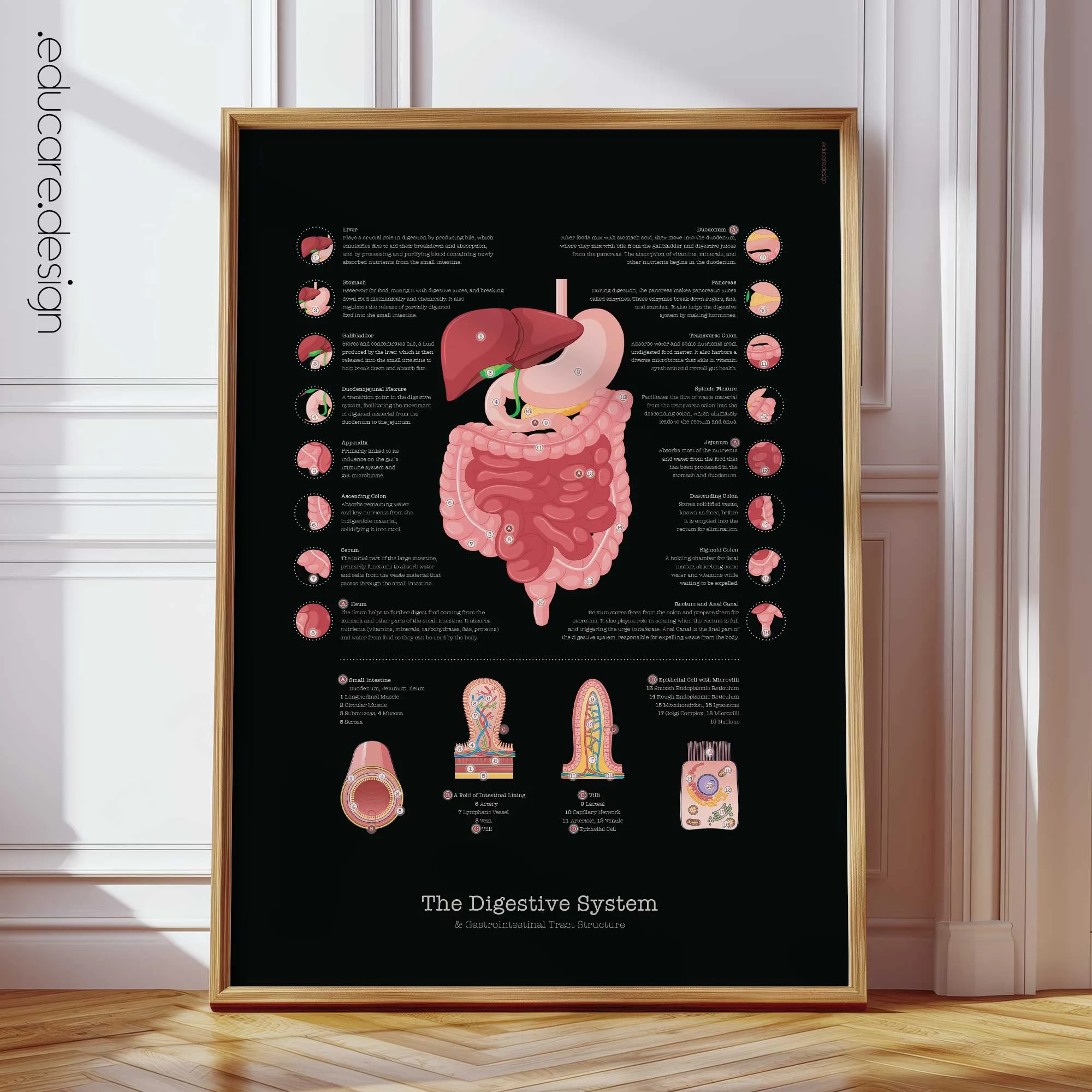 Organs and Endocrine System anatomy chart for clinics Organs and Endocrine System anatomy chart for clinics