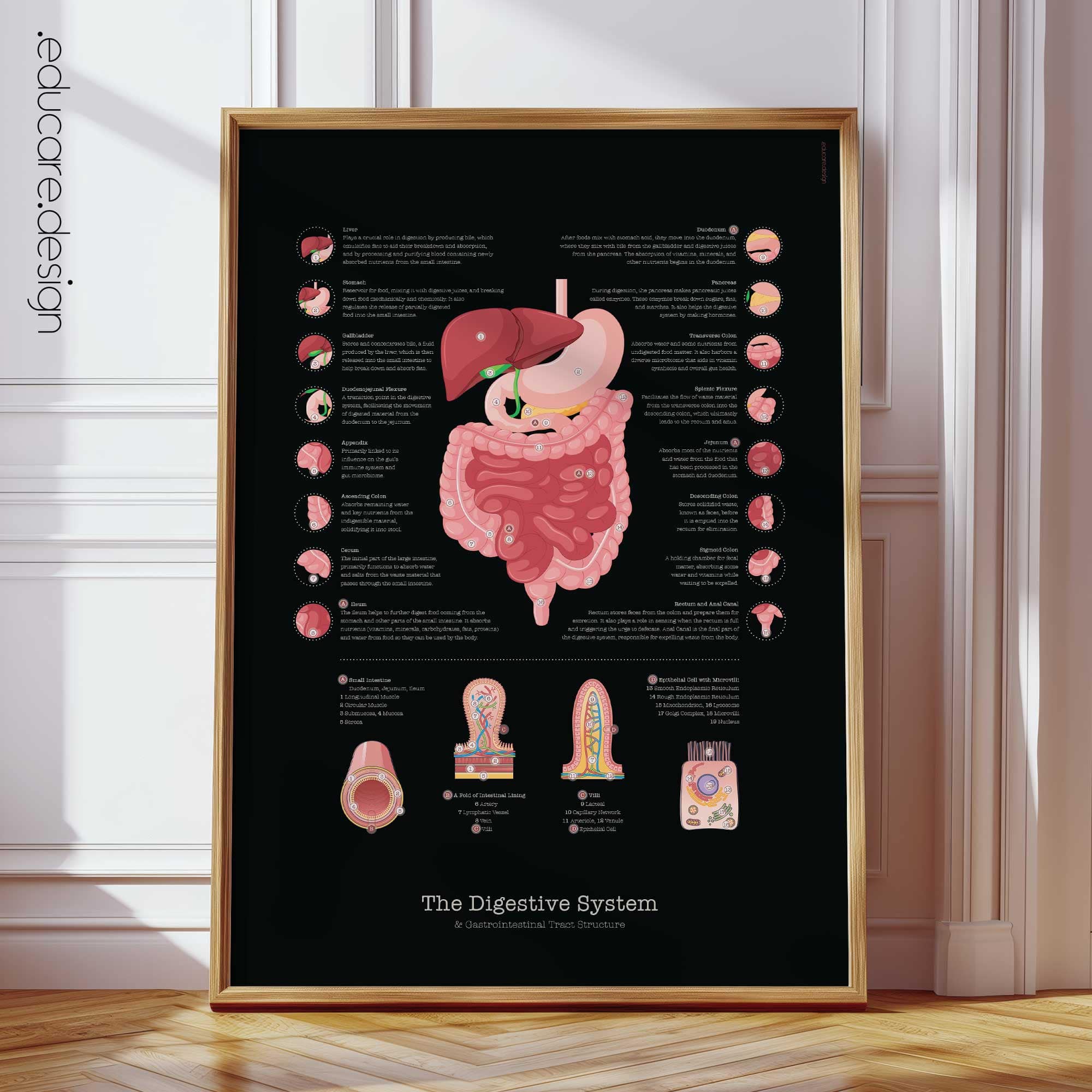 Digestive System Anatomy Chart, Black Edition