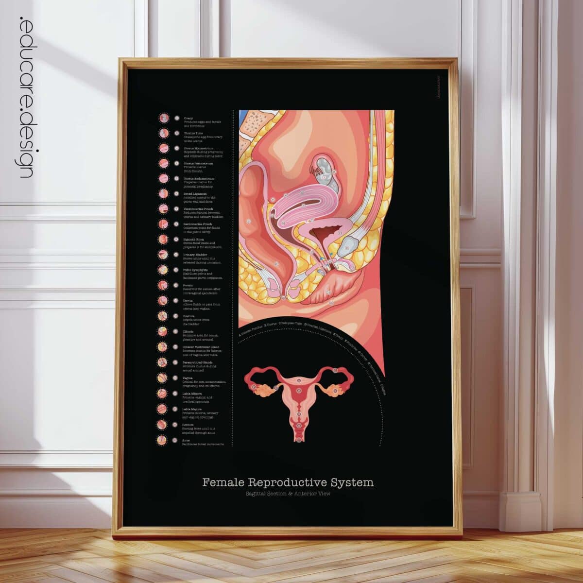 Female Reproductive System Anatomy Chart, Black Edition