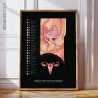 Female Reproductive System – educare.design Female Reproductive System Anatomy Chart, Black Edition