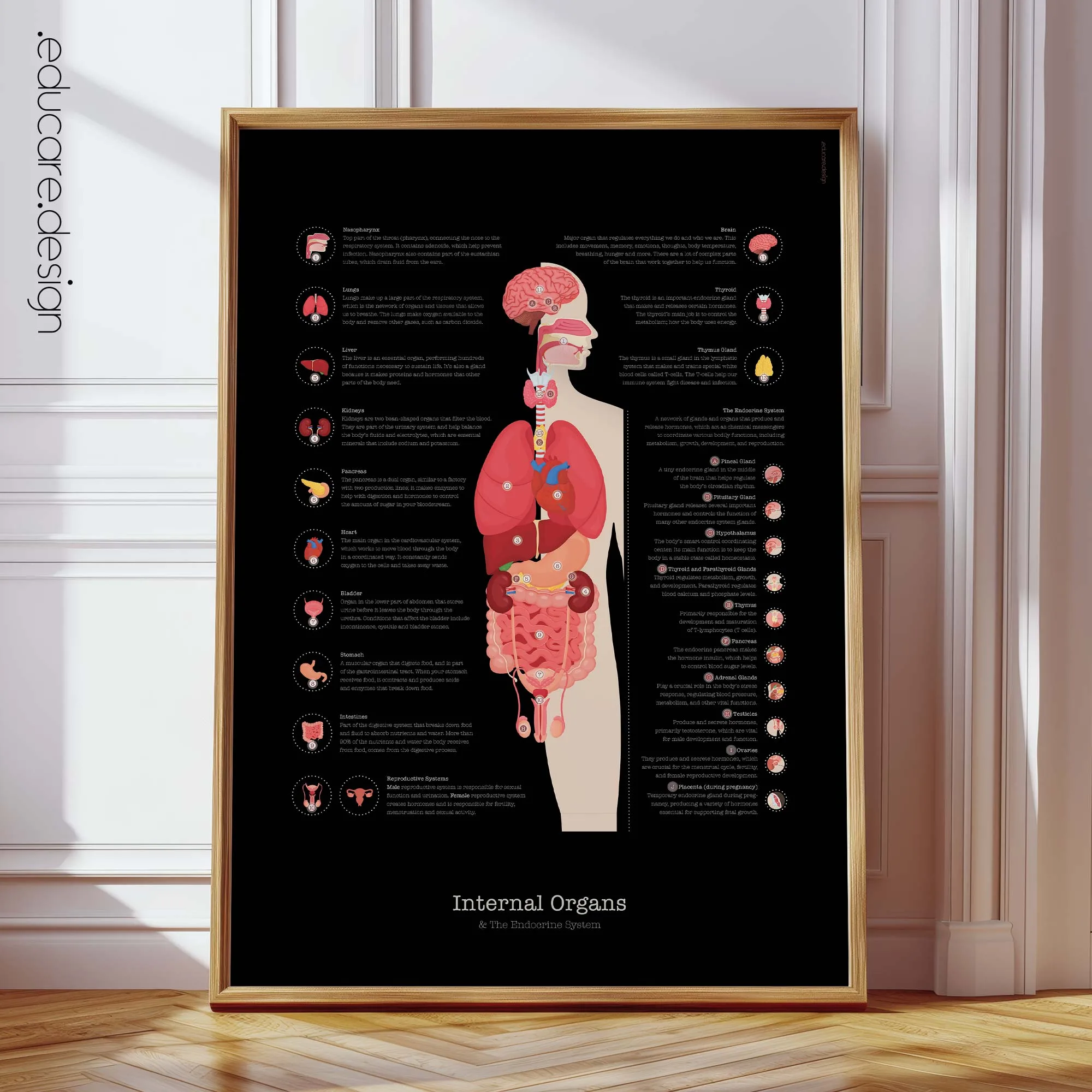 Internal Organs and Endocrine System anatomy chart for clinics