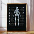 Joints Anatomy Chart, Black Edition