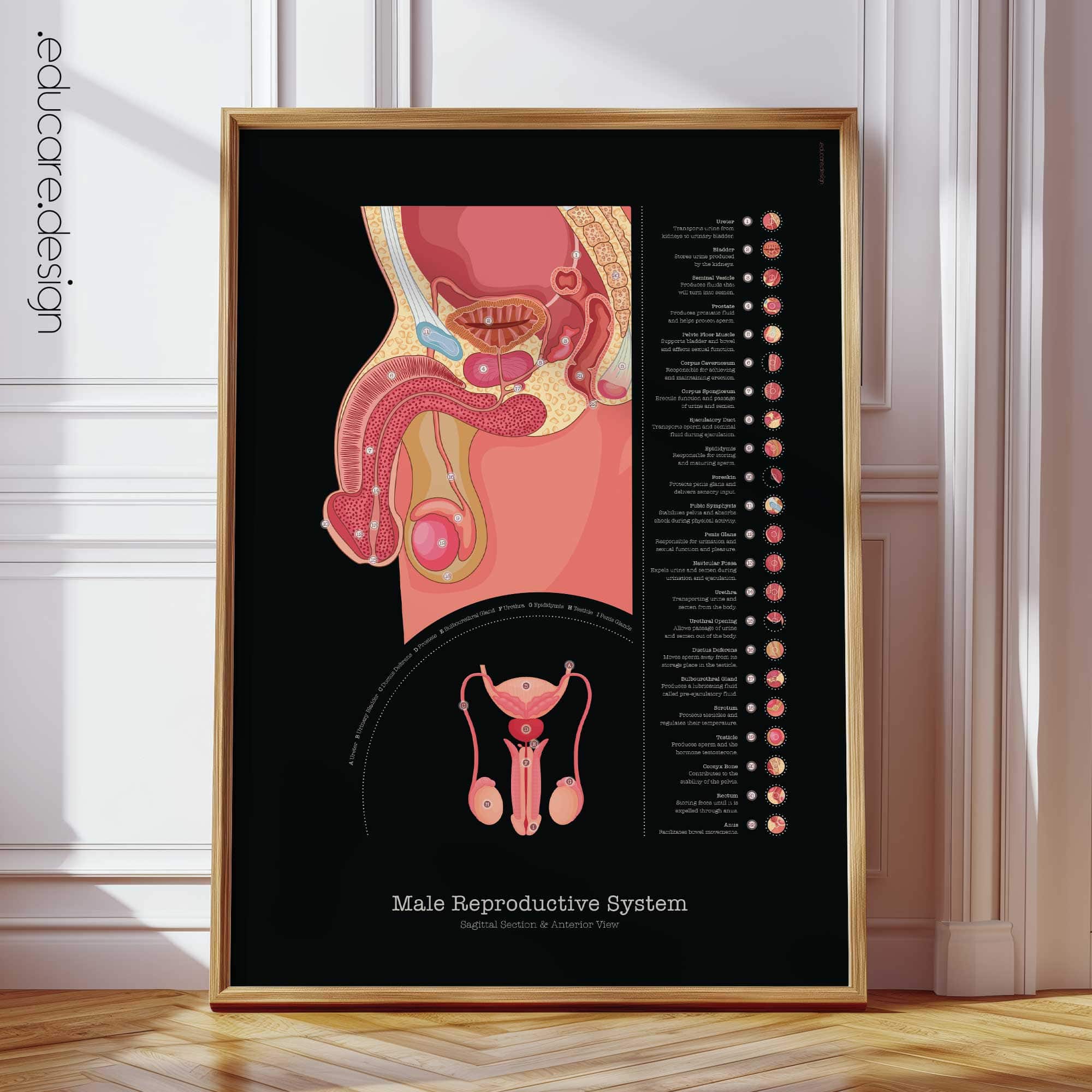 Male Reproductive System Anatomy Chart, Black Edition