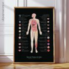 Neural Tissue and Cells Anatomy Chart, Black Edition