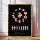 Stages of Fetal Development Anatomy Chart, Black Edition
