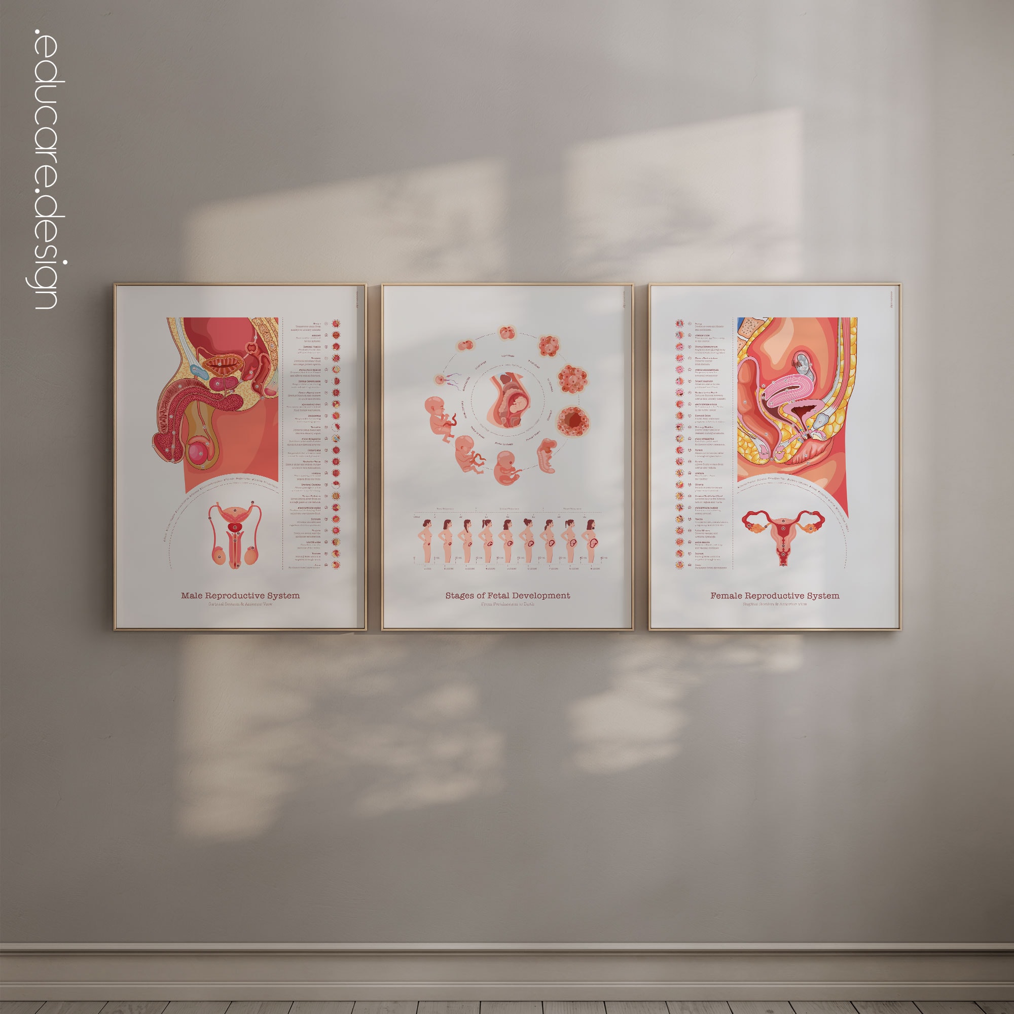 Reproductive Systems and Stages of Fetal Development